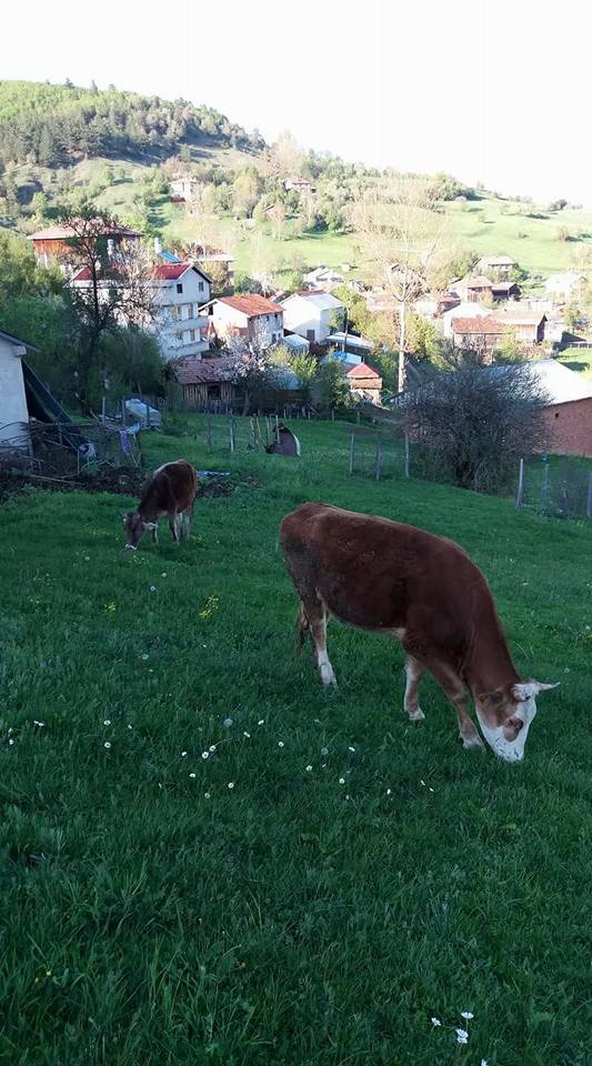 Azdavay Akçaçam Köyü Resimleri 6