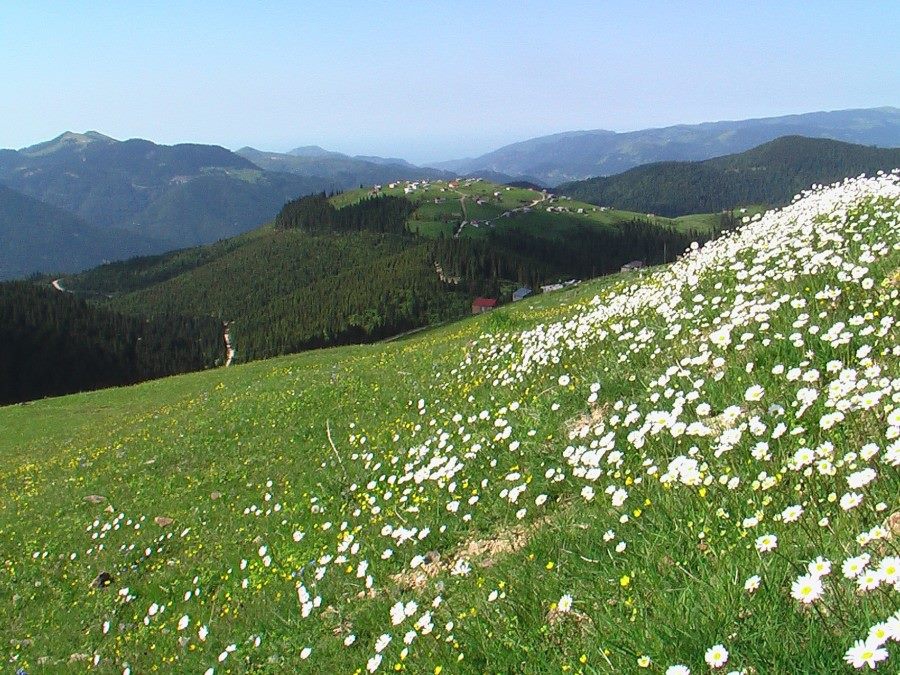 Beşikdüzü Gürgenli  Köyü Resimleri 1