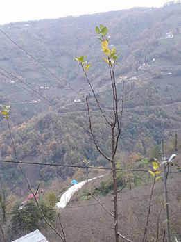 Beşikdüzü Hünerli Köyü Resimleri 5