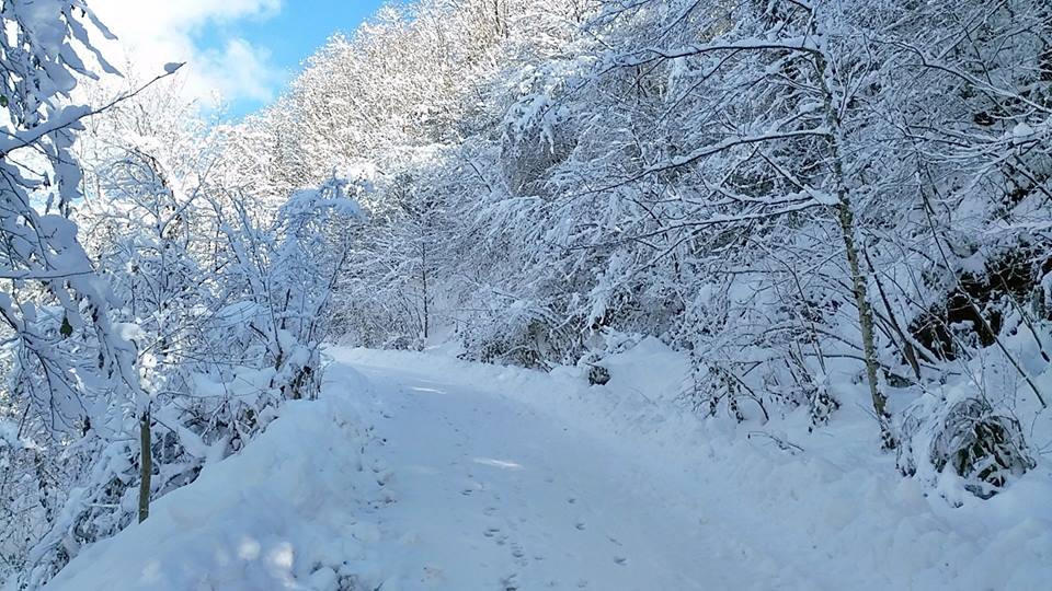 Beşikdüzü Kalegüney Köyü Resimleri 16