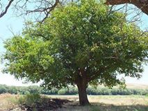 Çelebi Kaldırım Köyü Resimleri 2