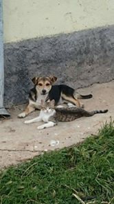 Çelebi Kaldırım Köyü Resimleri 4