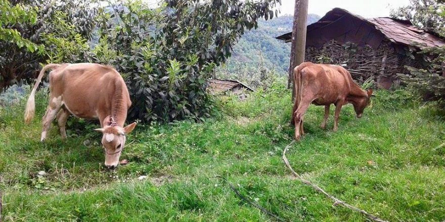 Beşikdüzü Resullü Köyü Resimleri