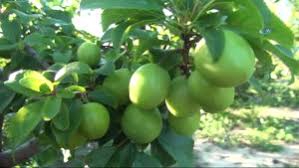 Çelebi Karahacılı Köyü Resimleri 1