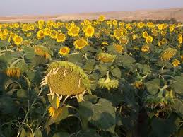 Çelebi Tilkiliköy Köyü Resimleri 1