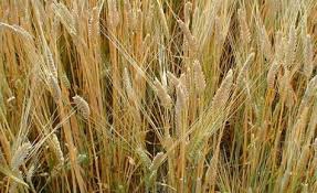 Çelebi Tilkiliköy Köyü Resimleri 3