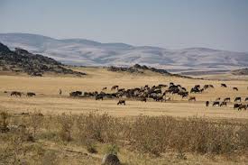 Çelebi Tilkiliköy Köyü Resimleri 7