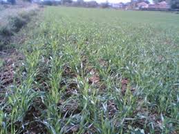 Delice Bozköy Köyü Resimleri 6