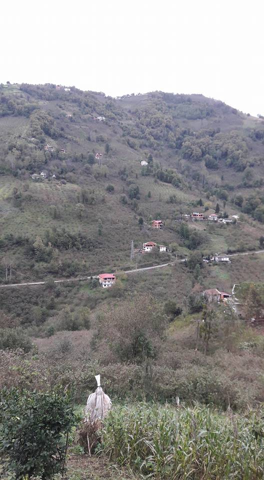 Çarşıbaşı Çallı Köyü Resimleri 1