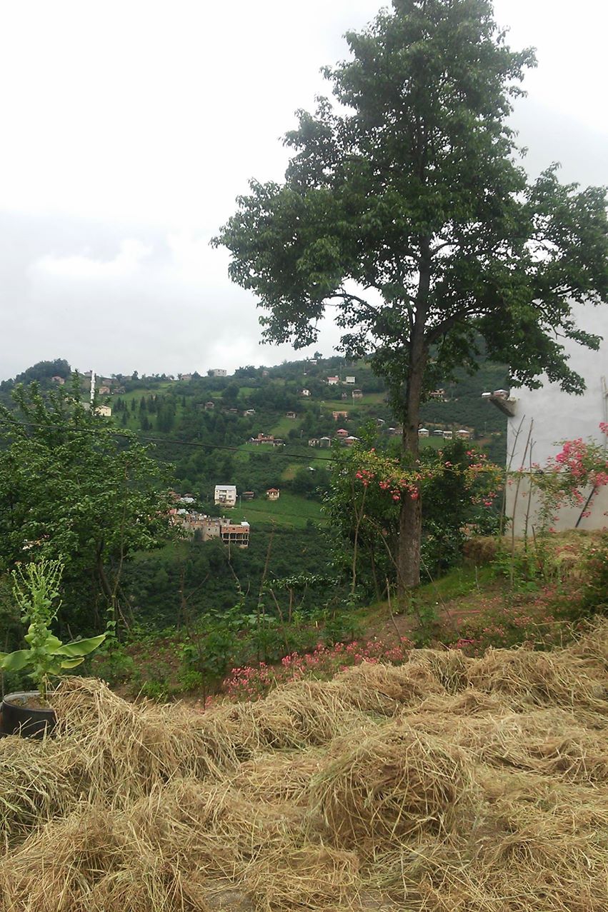 Güce Kuluncak Köyü Resimleri 5