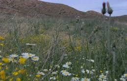 Delice Şahçalı  Köyü Resimleri 2