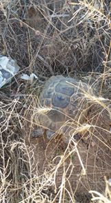 Delice Yaylayurt  Köyü Resimleri 1