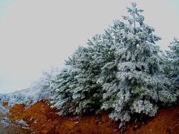 Delice Yaylayurt  Köyü Resimleri 4