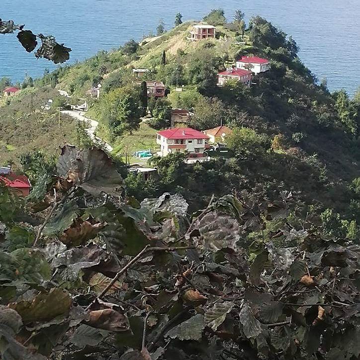 Çarşıbaşı Kaleköy Resimleri 5