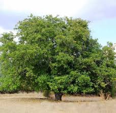 Keskin Beşler  Köyü Resimleri 6