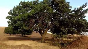 Keskin Cebrailli Köyü Resimleri 9