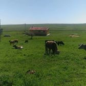 Keskin Ceritobası  Köyü Resimleri 3