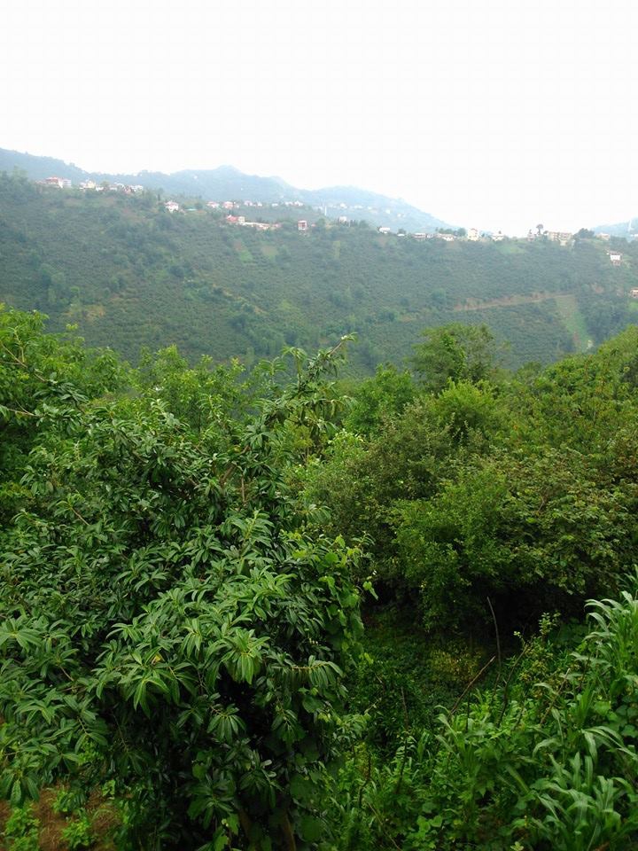 Çarşıbaşı Kavaklı Köyü Resimleri 21