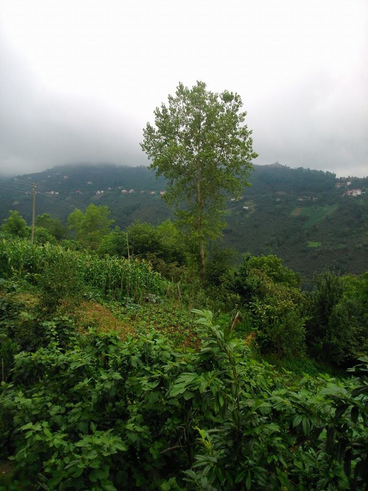 Çarşıbaşı Kavaklı Köyü Resimleri 23