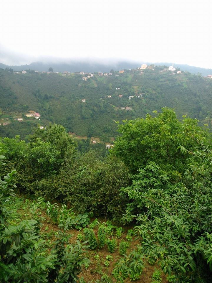 Çarşıbaşı Kavaklı Köyü Resimleri 24