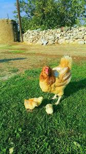 Keskin Eminefendi Köyü Resimleri 7