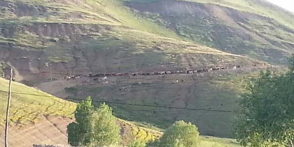 Ağrı Özveren Köyü Resimleri 3