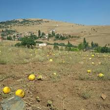 Keskin Gazibeyli Köyü Resimleri 12