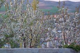 Keskin Hacıaliobası Köyü Resimleri 2