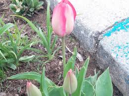 Delice Haydardede Köyü Resimleri 7