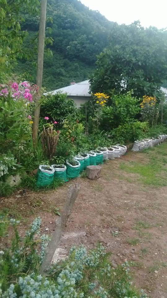 Keşap Altınpınar Köyü Resimleri 8