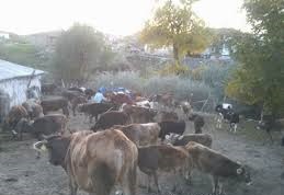 Keskin Kaçakköy Köyü Resimleri 4