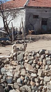 Keskin Kavurgalı Köyü Resimleri 6