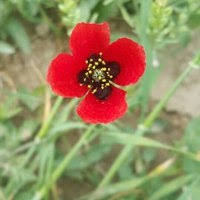 Keskin Kurşunkaya Köyü Resimleri 2