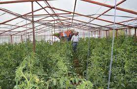 Keskin Yeniyapan Köyü Resimleri 6