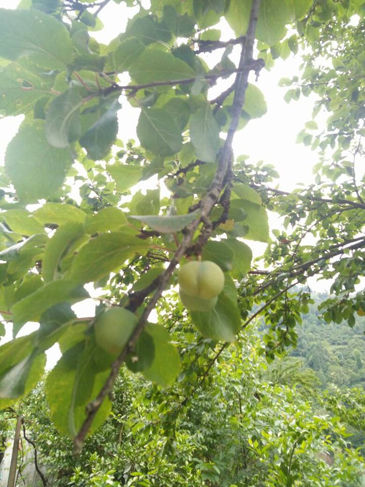 Çarşıbaşı Samsun Köyü 13