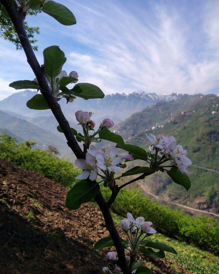 Çarşıbaşı Samsun Köyü 2