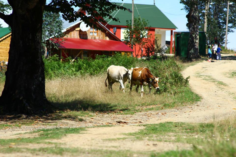 Çarşıbaşı Samsun Köyü 3