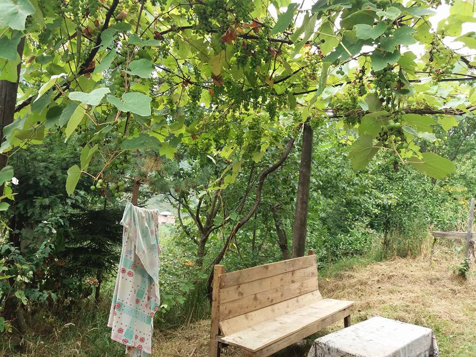 Çarşıbaşı Samsun Köyü 8