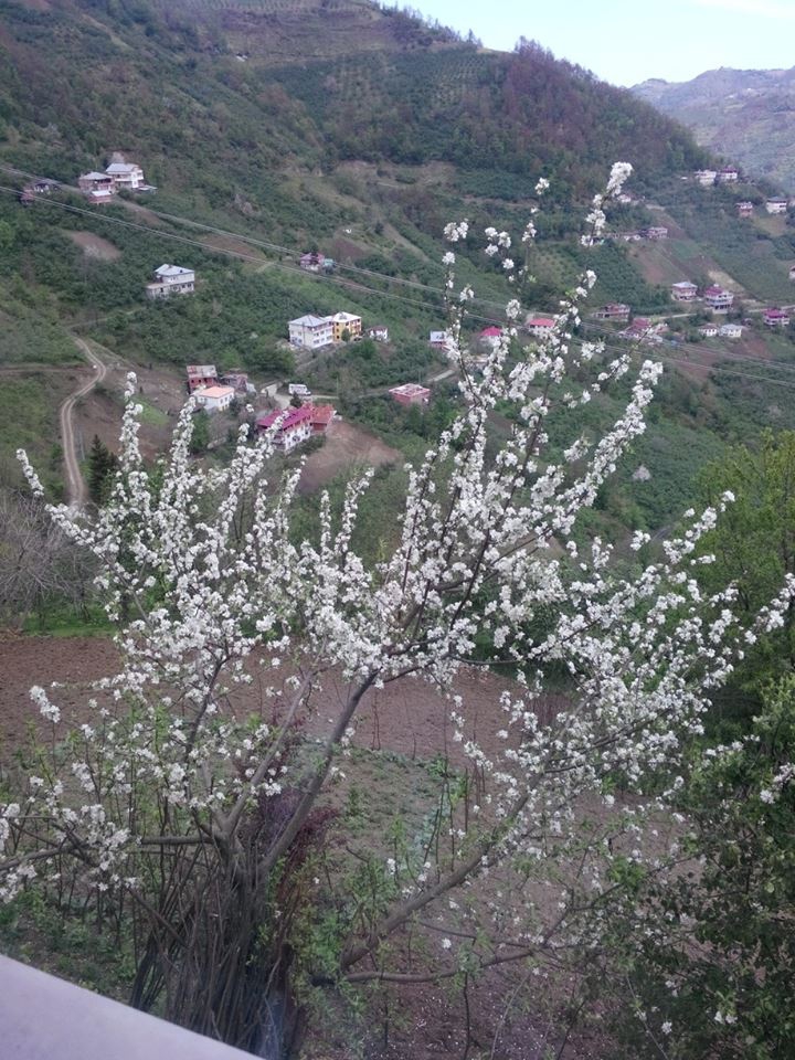 Çarşıbaşı Şahinli Köyü Resimleri 24
