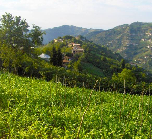 Çarşıbaşı Taşlıtepe Köyü Resimleri 6