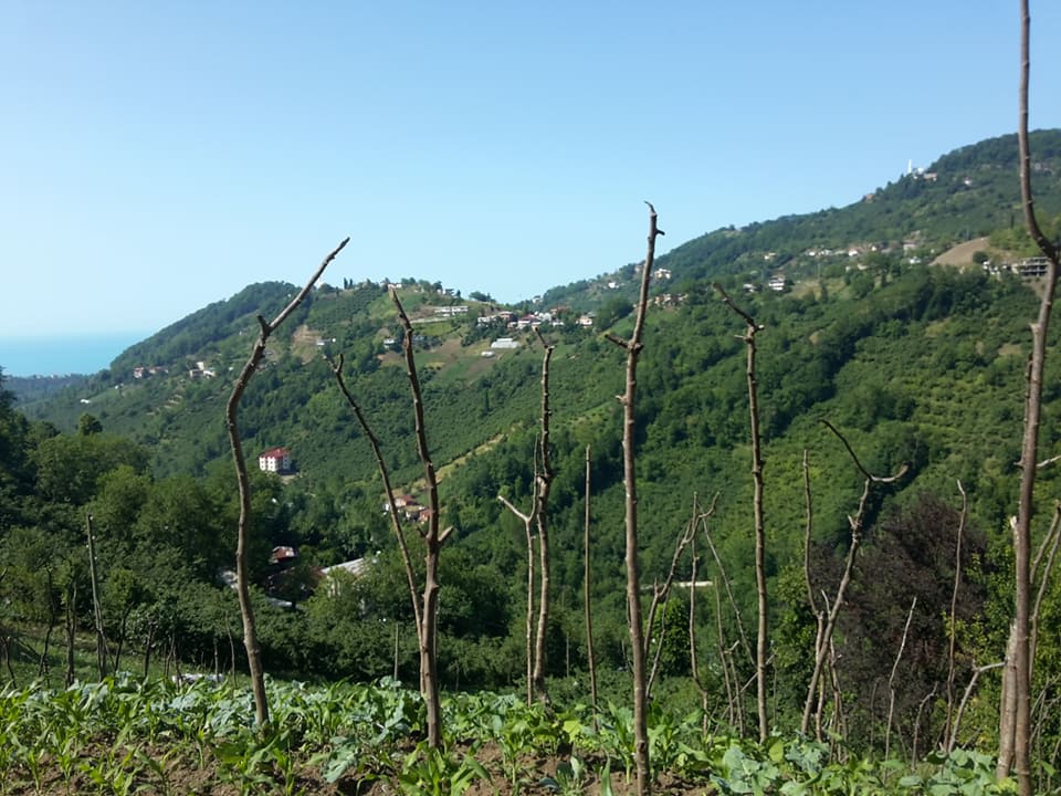 Çarşıbaşı Yavuz Köyü Resimleri 27