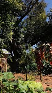 Karahallı Bekiköy Köyü Resimleri 3