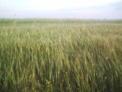 Karahallı Bekiköy Köyü Resimleri 6
