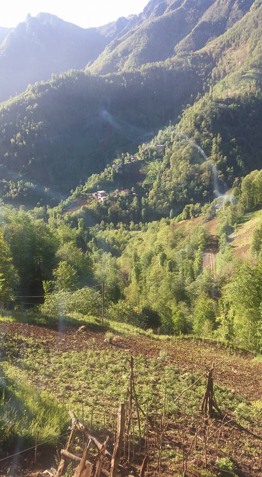 Çarşıbaşı Yeniköy Resimleri 15