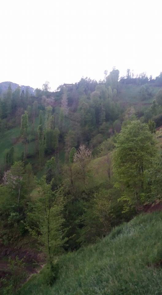 Çarşıbaşı Yeniköy Resimleri 16