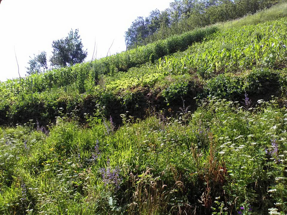 Çaykara Baltacılı Köyü Resimleri 5