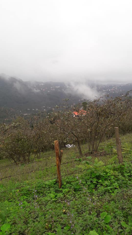 Keşap Gürpınar Köyü Resimleri 2