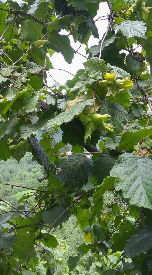 Keşap Halkalı Köyü Resimleri 7