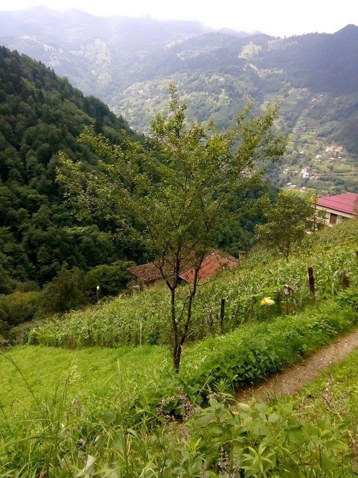Çaykara Çambaşı Köyü Resimleri 8