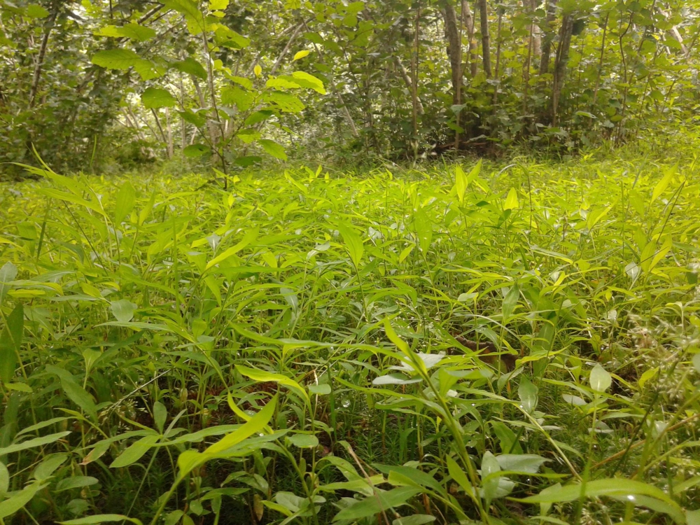 Keşap Kayabaşı Köyü Resimleri 17